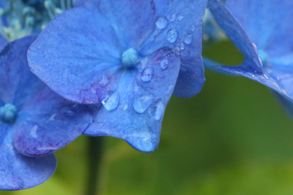 雨上がり定番写真