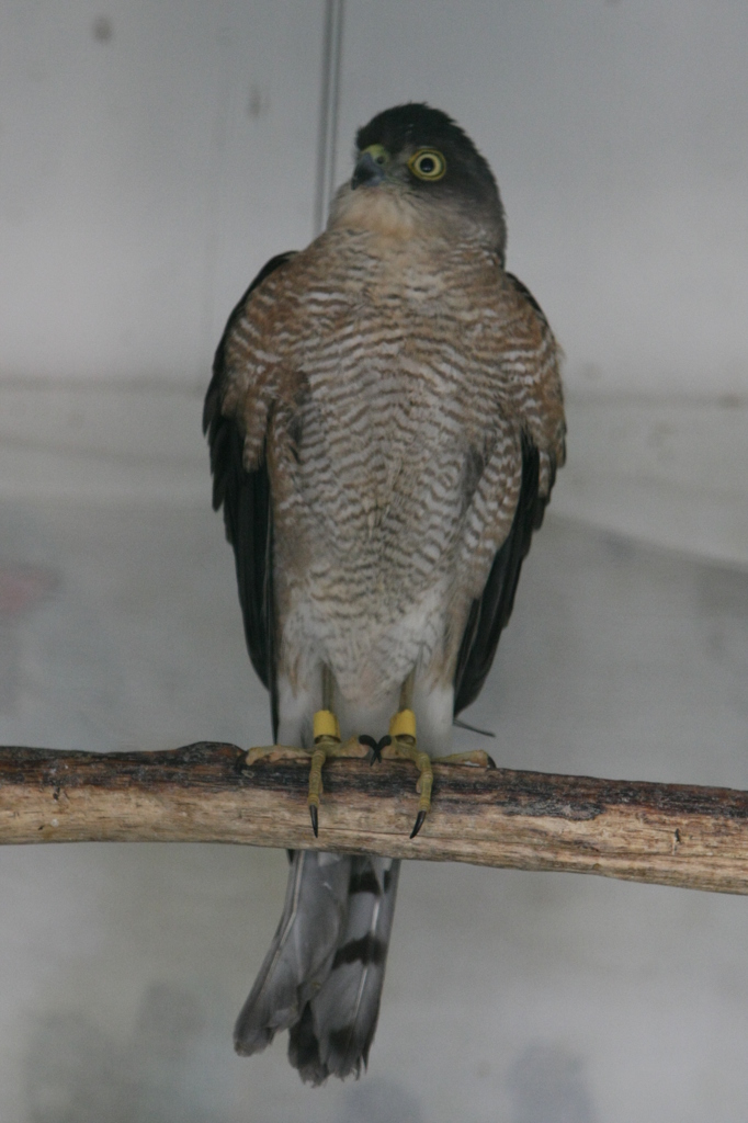 僕ツミですよろしく