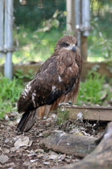 鳶さんかっこい～