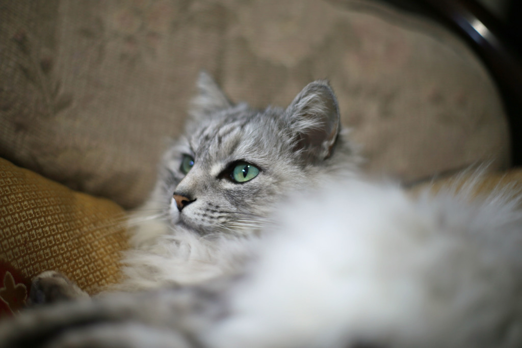 たまにはMFレンズでその2