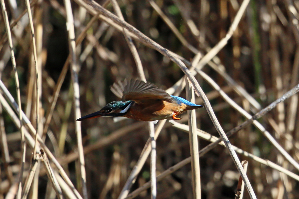 翡翠飛行中その1