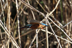 翡翠飛行中その1