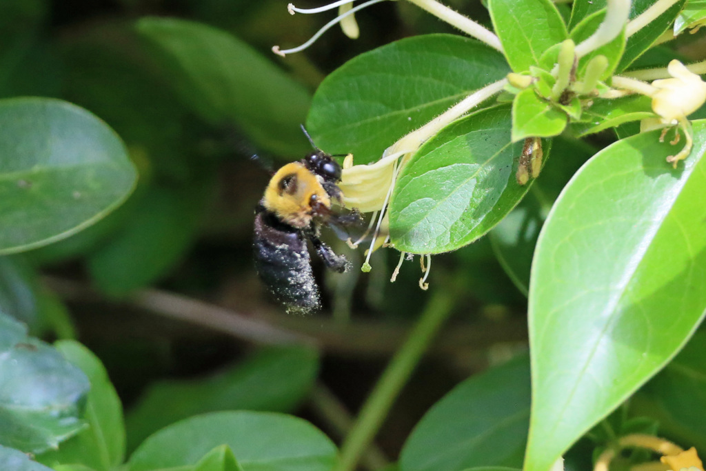 花粉がいっぱい-1