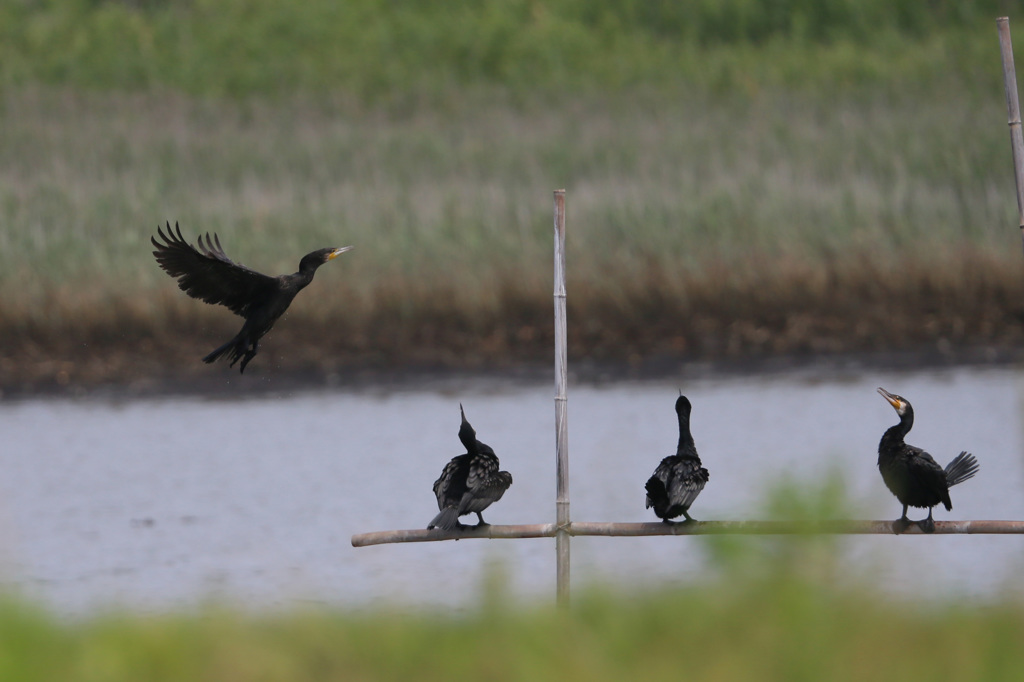 こっちにくるな