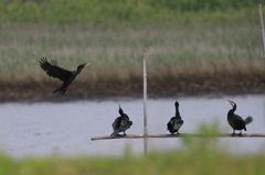 こっちにくるな