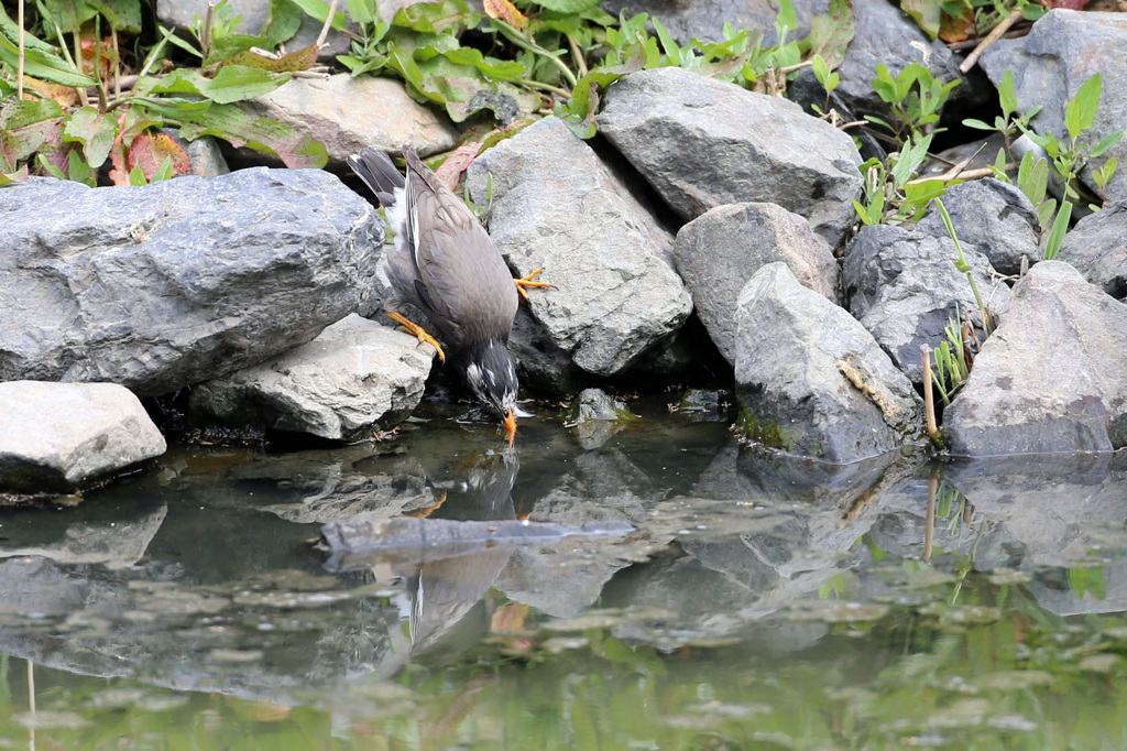 足踏ん張ってます