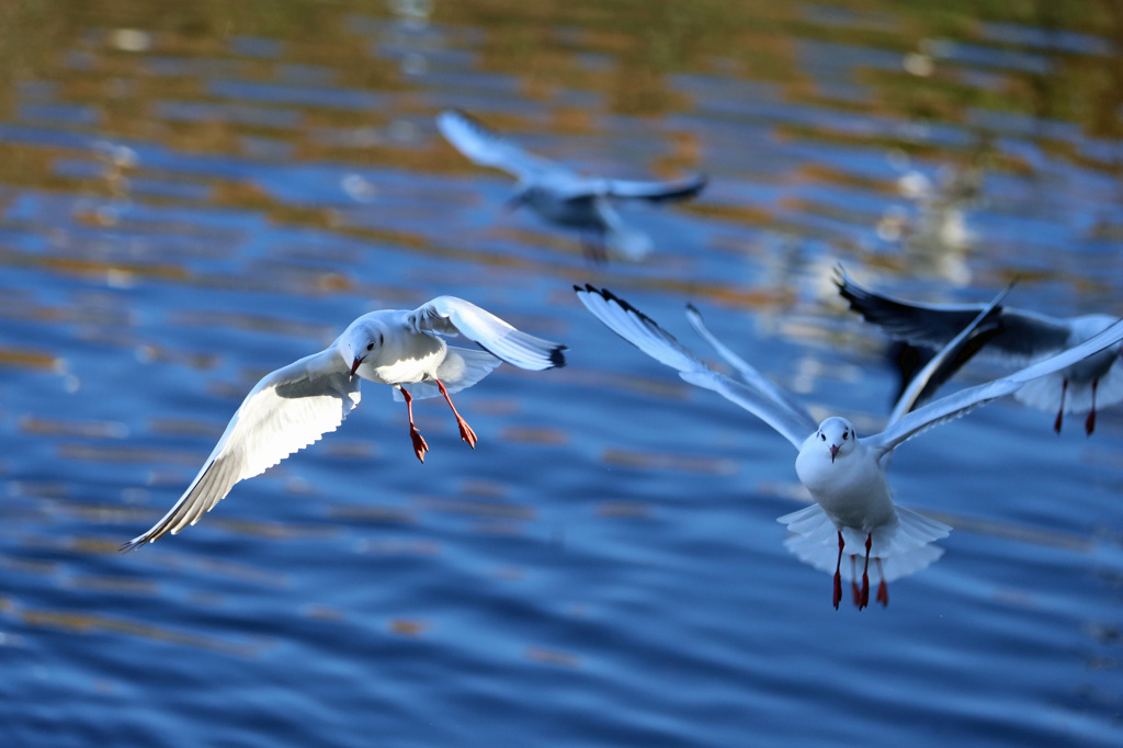 ユリカモメさん羽四枚
