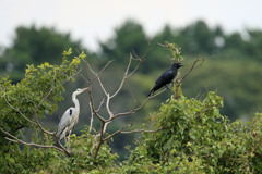 上見るアオサギ