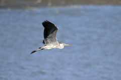 暑いのにご苦労さん