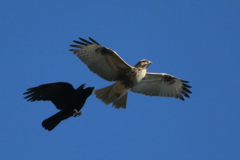 やっぱりカラスが強いのね-2