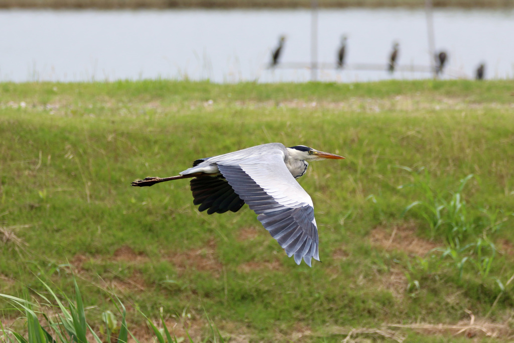 アオサギ低空飛行
