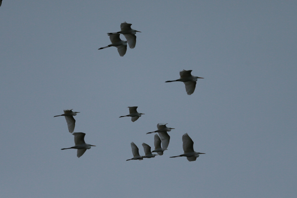 空一面ダイサギ