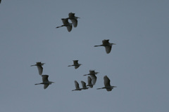 空一面ダイサギ