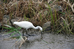 みなさん生活排水も綺麗にしてね