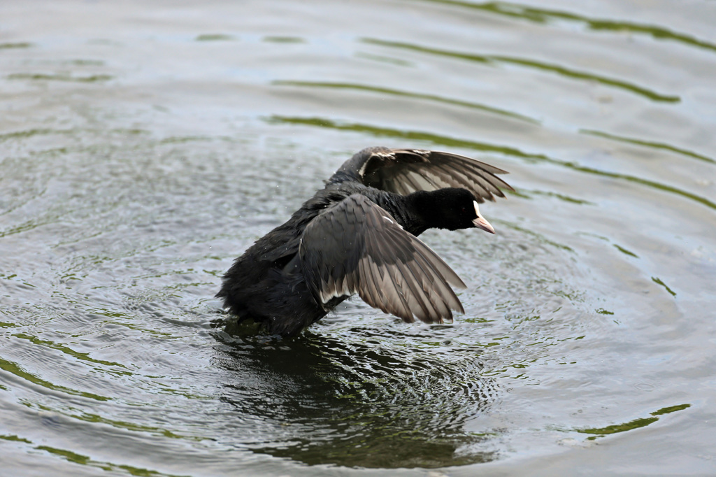 頭突っ込みそう