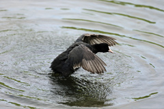 頭突っ込みそう