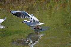 ユリカモメ飛び出しその1