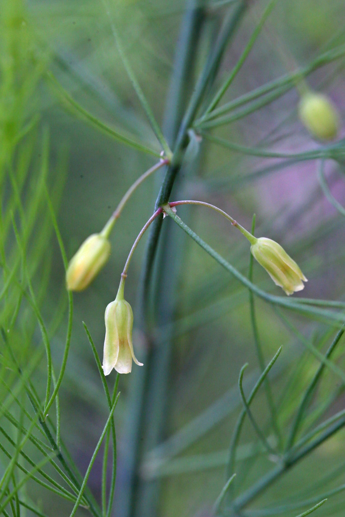 なんの花でしょー
