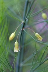 なんの花でしょー