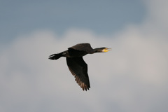 カワウの飛び方-2