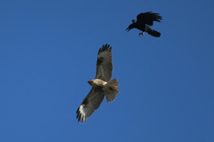 やっぱりカラスが強いのね-3