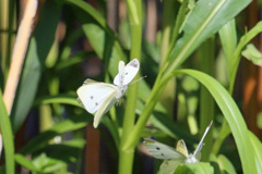 チョウが舞う-4