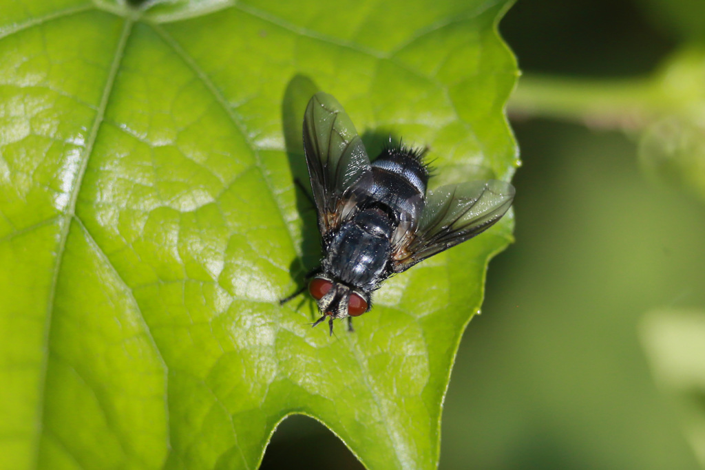 望遠レンズでマクロふう-1