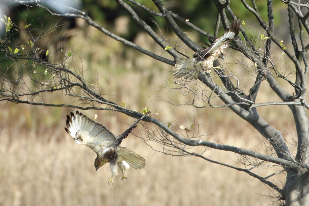 二羽で飛び出し