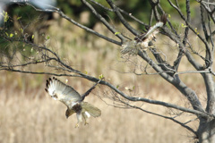 二羽で飛び出し
