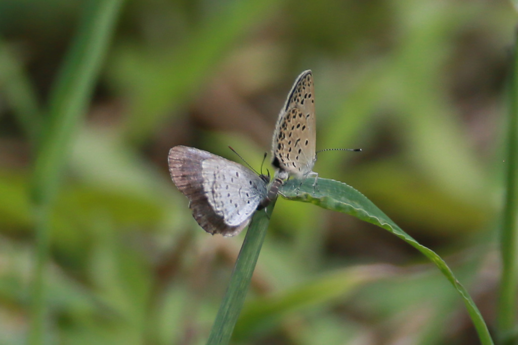 おならふらないで