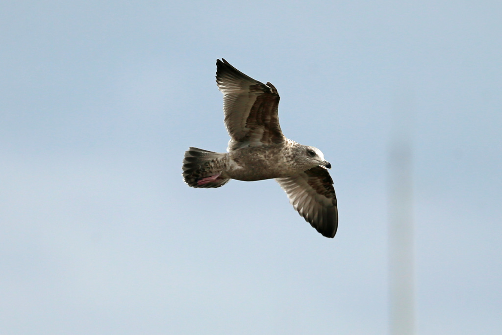 セグロカモメの飛び方-2