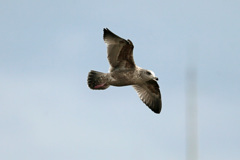 セグロカモメの飛び方-2