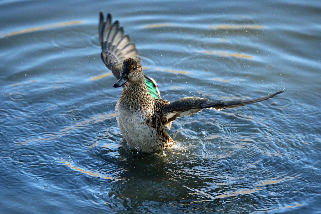 いつものポーズ-1