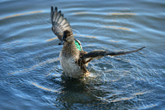 いつものポーズ-1