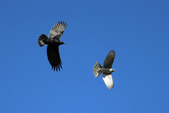 ハイタカ逃げる