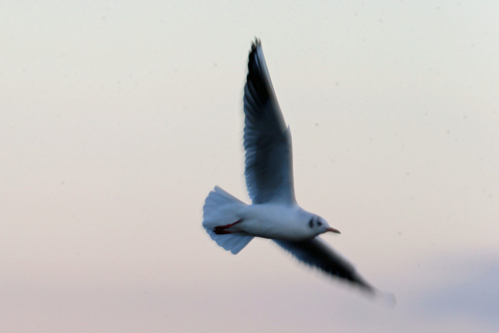 ユリカモメ流し撮りその2