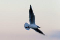 ユリカモメ流し撮りその2