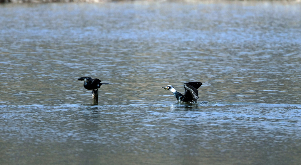 僕が止まるけん-1