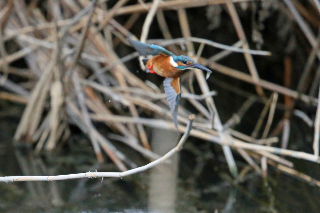 おさかなゲット