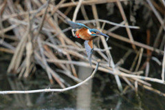 おさかなゲット