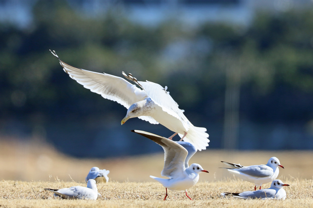 逃げるユリカモメ