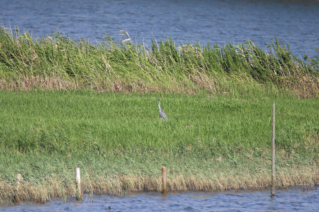 アオサギさん寂しそう
