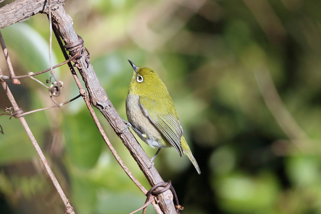 メジロ君のポートレイト