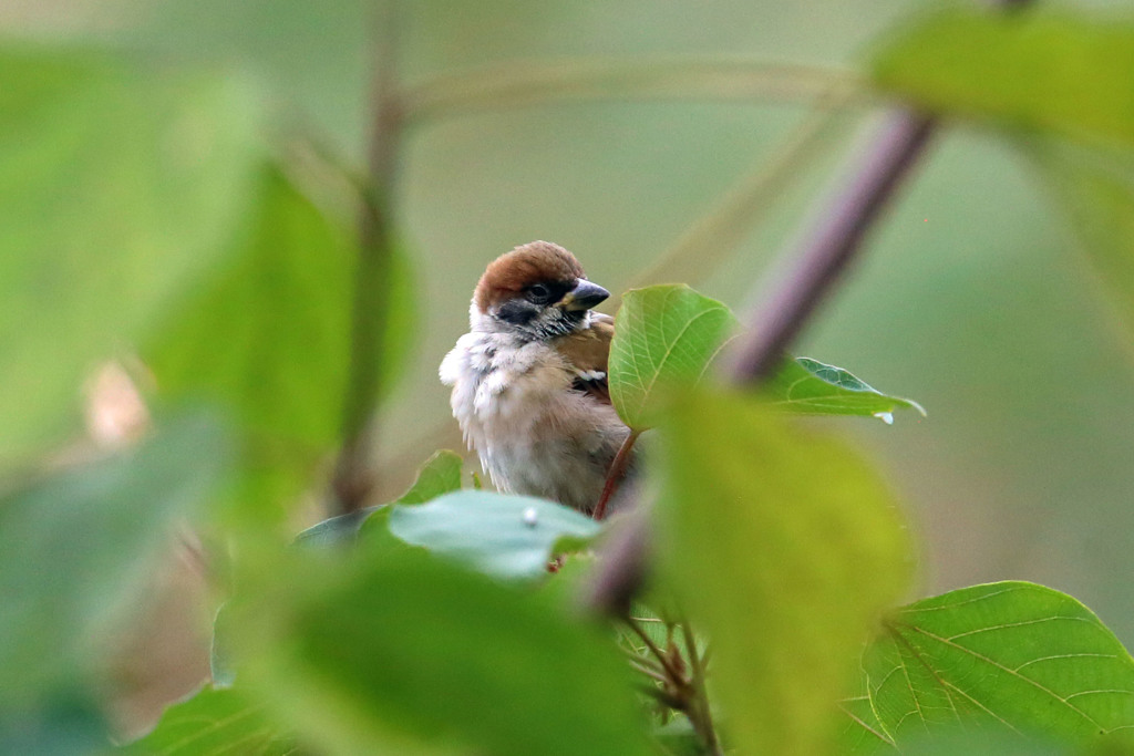 葉っぱの向こうは