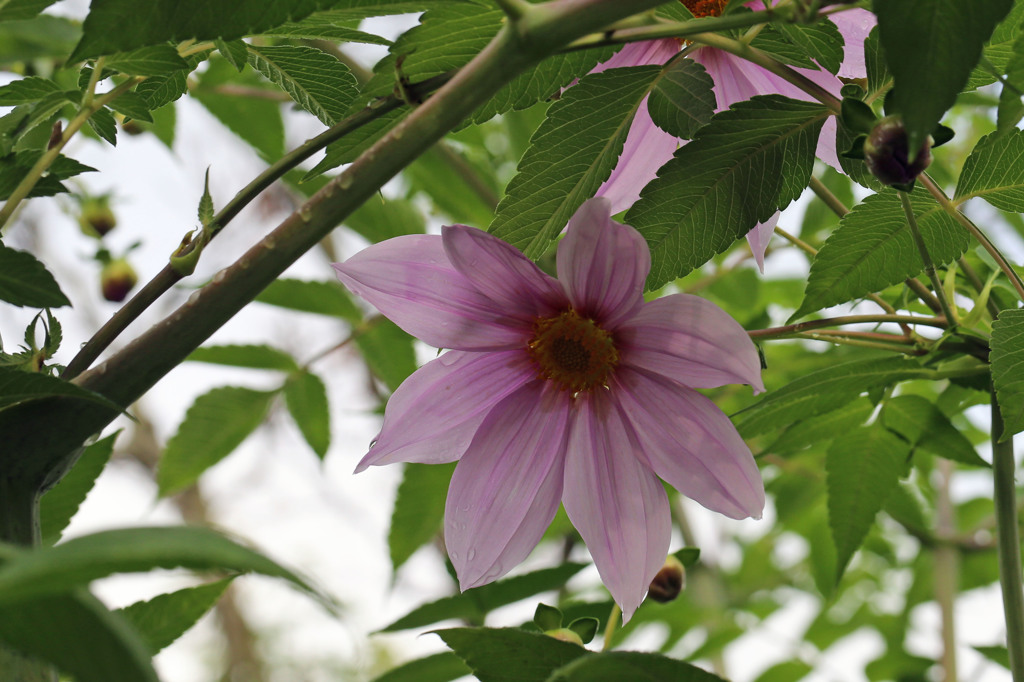 コウテイダリア咲きました