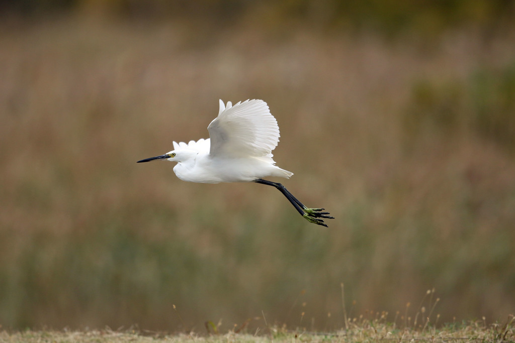 コサギ定番写真