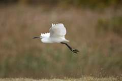 コサギ定番写真