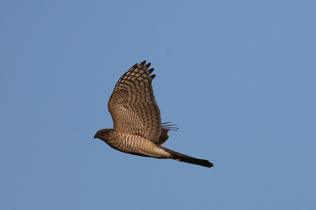 ハイタカ定番写真