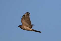 ハイタカ定番写真