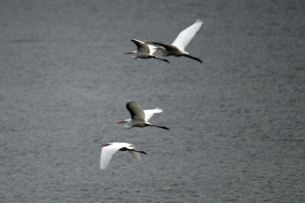 四羽並んで飛行中
